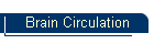 Brain Circulation
